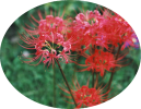 彼岸花